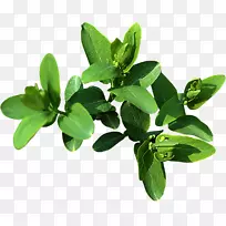 叶下载adobe插画-叶-空若网 叶下载adobe插画-叶-空若网