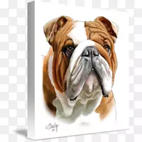 英国斗牛犬玩具犬谷斗牛犬澳大利亚斗牛犬画-空若网 英国斗牛犬玩具犬谷斗牛犬澳大利亚斗牛犬画-空若网