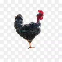 澳大利亚公鸡阿彭泽勒布莱克尔鸡作为食物-母鸡种-空若网 澳大利亚公鸡阿彭泽勒布莱克尔鸡作为食物-母鸡种-空若网