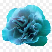 蓝玫瑰花色玫瑰-空若网 蓝玫瑰花色玫瑰-空若网