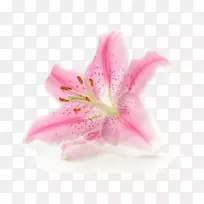 花白剪贴画-百合花-空若网 花白剪贴画-百合花-空若网