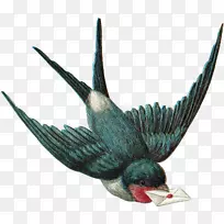 喙类动物羽毛-空若网 喙类动物羽毛-空若网