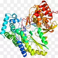 人体首饰有机体线剪贴画线-空若网 人体首饰有机体线剪贴画线-空若网