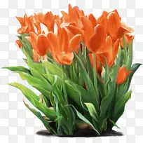 郁金香花瓶切花-郁金香-空若网 郁金香花瓶切花-郁金香-空若网
