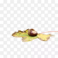 甜板栗挂在枫叶上-空若网 甜板栗挂在枫叶上-空若网