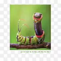 毛毛虫宏观摄影-毛毛虫-空若网 毛毛虫宏观摄影-毛毛虫-空若网