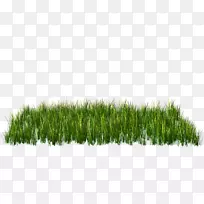 绿草剪贴画-草-空若网 绿草剪贴画-草-空若网