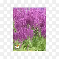 Ӣ��޹�²ݹ�ľ��һ����ֲ��-ֲ��-������