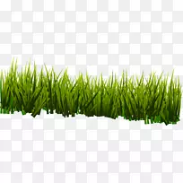 香根草甜草商品麦草植物茎绿鲜草-空若网 香根草甜草商品麦草植物茎绿鲜草-空若网