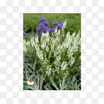 英国薰衣草法国薰衣草亚灌木-空若网 英国薰衣草法国薰衣草亚灌木-空若网