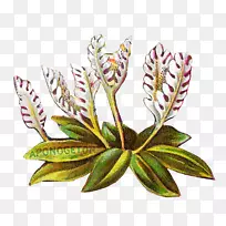 开花植物叶花-空若网 开花植物叶花-空若网