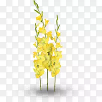 ��������л�ֲ�ﾥ��-������