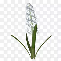 开花植物茎-dt-空若网 开花植物茎-dt-空若网