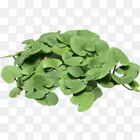 ·ç¾°Ê÷£¬É³ÎÀÊ÷£¬»¨ÆÔ-Ê÷-¿ÕÈôÍø ·ç¾°Ê÷£¬É³ÎÀÊ÷£¬»¨ÆÔ-Ê÷-¿ÕÈôÍø