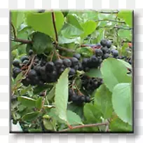 黑果芳香花灌木葡萄醋栗葡萄-空若网 黑果芳香花灌木葡萄醋栗葡萄-空若网