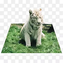 老虎大猫陆生动物野生动物-动物园好玩-空若网 老虎大猫陆生动物野生动物-动物园好玩-空若网