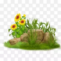 草花盆科-花-空若网 草花盆科-花-空若网