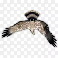 鹰嘴羽毛鹰-空若网 鹰嘴羽毛鹰-空若网