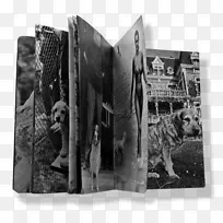 白豹纹-空若网 白豹纹-空若网