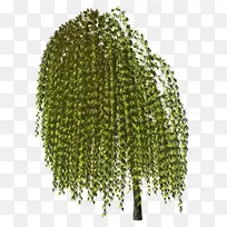 树-树-空若网 树-树-空若网