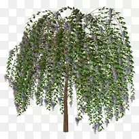 树-树-空若网 树-树-空若网