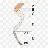 ������ָ-������