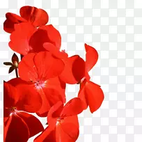 �����л�����ֲ��-������