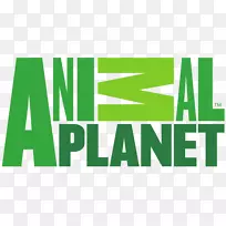 动物星球电视节目狗电视频道-狗-空若网 动物星球电视节目狗电视频道-狗-空若网