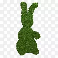 灌木叶型树-空若网 灌木叶型树-空若网