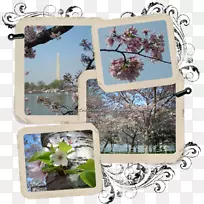 樱花博客春樱桃树框架-空若网 樱花博客春樱桃树框架-空若网
