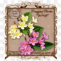 水彩画花水彩画纸-空若网 水彩画花水彩画纸-空若网