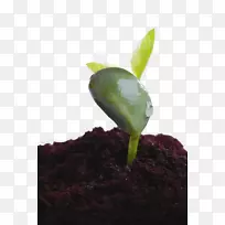 叶笋苗土植物-空若网 叶笋苗土植物-空若网