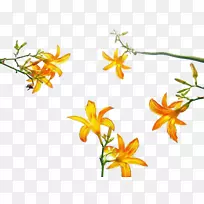 花-担心草皮卡通-空若网 花-担心草皮卡通-空若网