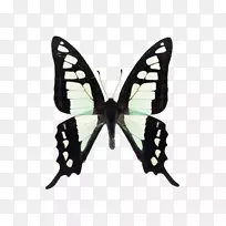 蝴蝶刷足蝶蛾昆虫摄影.蝴蝶-空若网 蝴蝶刷足蝶蛾昆虫摄影.蝴蝶-空若网