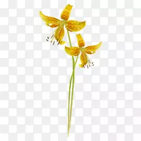 ����ֲ�ﾥ-��ƴ��-������