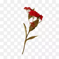 切花花卉设计花环-花卉-空若网 切花花卉设计花环-花卉-空若网