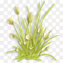 花卉设计切花花园玫瑰-花卉-空若网 花卉设计切花花园玫瑰-花卉-空若网