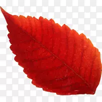 Adobe Imageready����-����-������