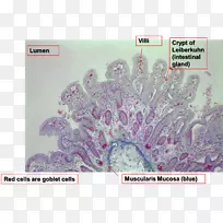 树动物-树-空若网 树动物-树-空若网