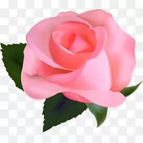 玫瑰摄影剪贴画-玫瑰-空若网 玫瑰摄影剪贴画-玫瑰-空若网
