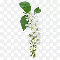 花石松Bokm rke剪贴画-花-空若网 花石松Bokm rke剪贴画-花-空若网