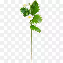 ��ݮ����ѹ������ѹ��.��ݮ-������