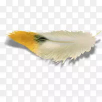 羽毛翅膀摄影剪贴画.羽毛-空若网 羽毛翅膀摄影剪贴画.羽毛-空若网