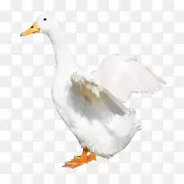 鸭鹅翅膀-空若网 鸭鹅翅膀-空若网