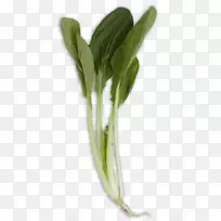 沙地小苏纳春菜-蔬菜-空若网 沙地小苏纳春菜-蔬菜-空若网