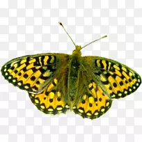 蝴蝶摄影-空若网 蝴蝶摄影-空若网