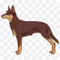 澳洲凯尔派昆明狼犬古代犬种-苏菲亚-空若网 澳洲凯尔派昆明狼犬古代犬种-苏菲亚-空若网