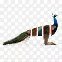 羽毛品牌代理动物喙策略-羽毛-空若网 羽毛品牌代理动物喙策略-羽毛-空若网