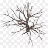 树枝根剪贴画树顶视图-空若网 树枝根剪贴画树顶视图-空若网