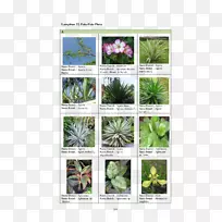 ����ֲ���в�ҩ-������